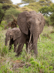 Naklejka na ściany i meble Elephant roaming the plains of Tanzania. 