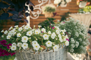 Decorative garden flowering plant.