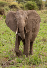 Fototapeta na wymiar Elephant roaming the plains of Tanzania. 