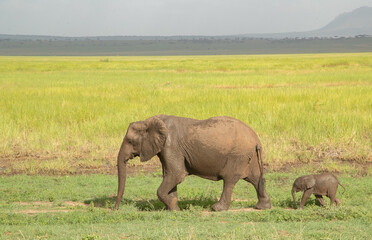 Fototapeta premium Elephant roaming the plains of Tanzania. 