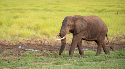 Naklejka na ściany i meble Elephant roaming the plains of Tanzania. 