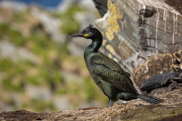 European Shag perched on the island of Hornøya, Norway