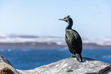 European Shag perched on the island of Hornøya, Norway