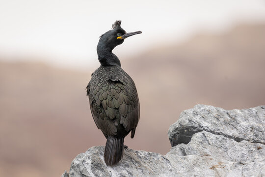 European Shag perched on the island of Hornøya, Norway