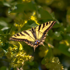butterfly on a flower