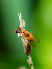 Tropical Fruit Fly Drosophila Diptera Parasite Insect Macro
