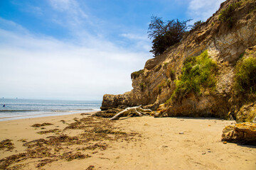 a large dead tree branch on the beach surrounded by blue ocean water, brown and gray rocks near the rocky cliffs covered in lush green trees and plants and blue sky with clouds at Leadbetter Beach - Powered by Adobe