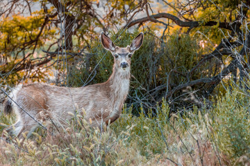 deer in the woods