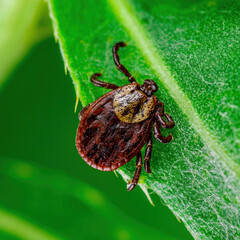 Encephalitis Tick Insect Crawling on Leaf. Lyme Borreliosis Disease, Encephalitis, DTV or Powassan Virus Infectious Dermacentor Tick Arachnid Parasite Macro.
