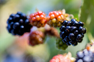 Wild Blackberries