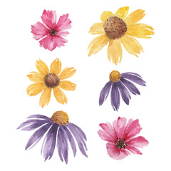 Blooming flowers, watercolor  flower heads of coneflowers, cosmos and aster flowers illustration, floral design elements.