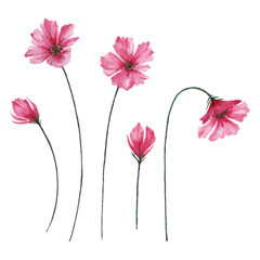 Buds and blooming pink flowers, watercolor cosmos flowers illustration.