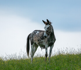 Young foal standing on a grassy hill isolated on a sky background | Amish country, Ohio