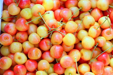 Sweet cherry close-up in full background. Poster with ripe tasty berries. Harvest in the summer in the village.