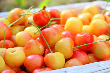 Sweet cherry close-up in full background. Poster with ripe tasty berries. Harvest in the summer in the village.