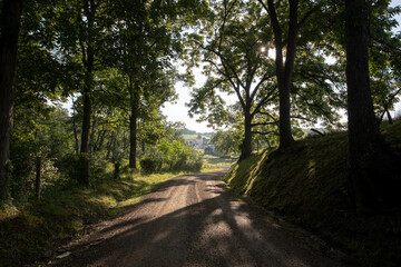 Country road winding through a shadowy forest opening up into farmland