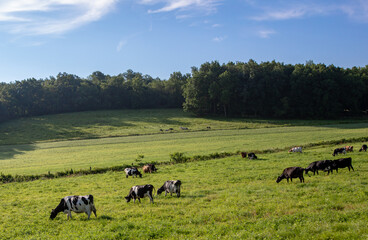 Cattle grazing in green pastures with trees and blue sky in the background in Ohio's Amish country