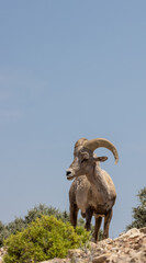 Bighorn Sheep Ram in Montana in Summer