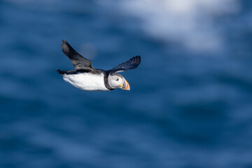 Atlantic puffin perched on the island of Hornøya, Norway