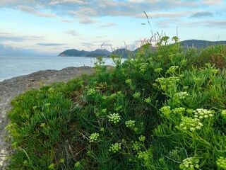 Flores del mar