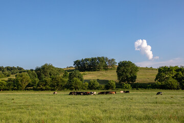 Fototapeta premium Herd of cattle grazing in a pasture surrounded by hills and trees on a sunny summer day