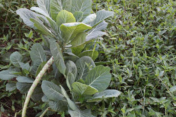 Portrait of organic cabbage plants grown together with spontaneous and natural forage vegetation in an urban plot of an urban vegetable garden in the city.