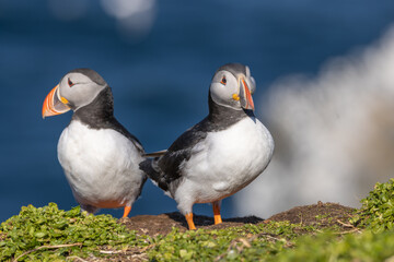 Atlantic puffin pair perched on the island of Hornøya, Norway