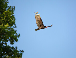 Turkey vulture flying against a clear blue sky with trees in the background
