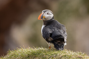 Atlantic puffin perched on the island of Hornøya, Norway