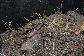 Detail of worm compost or domestic compost with germinating seeds, used for the production of...