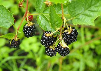 Clusters of ripe blackberries of the early thornless variety