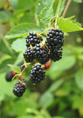 Clusters of ripe blackberries of the early thornless variety