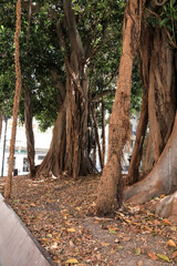San Francisco Square plenty of vegetation and giant Ficus trees