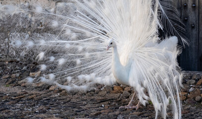  White peacock displaying its feathers as part of a mating ritual, in the garden at Chateau du Rivau, Loire Valley, France.