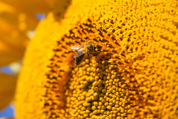 Bee gathering pollen in sunflower field, macro view