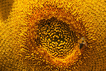 Bee gathering pollen in sunflower field, macro view