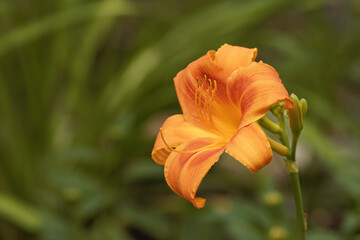 Orange day lily with green background