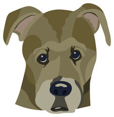 Staffordshire terrier dog head portrait illustration in graphic style