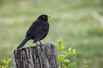 Amsel sitzt auf einem Zaunpfahl aus Holz