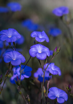 Purple-Blue Colored Flax Wildflowers Opening to the Morning Sun