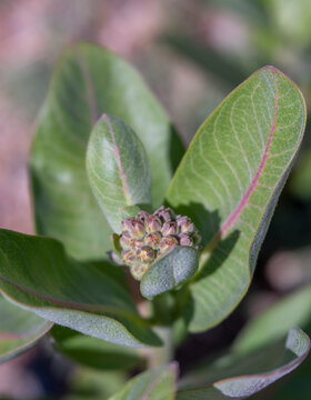 Budding Milkweed Plant with Pink Buds and Broad Green Leaves