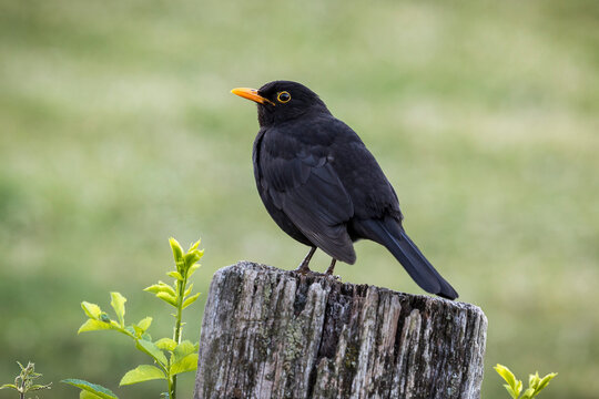 Eine Amsel sitzt auf einem Holzpfahl