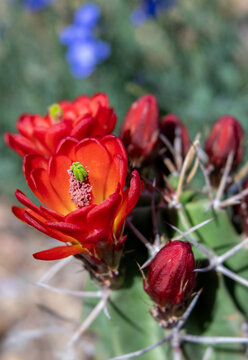 Bright Red Claret Cup Barrel Cactus Flowers with Purple Wildflowers in Background