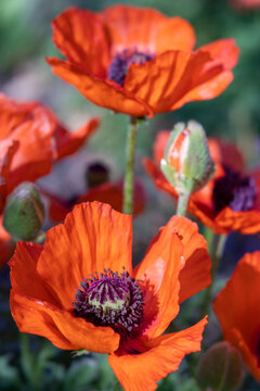 Big Orange Red Blooming Poppies with Crinkly Petals and Green Bud