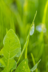 Goldeneye insect on a leaf in the grass.