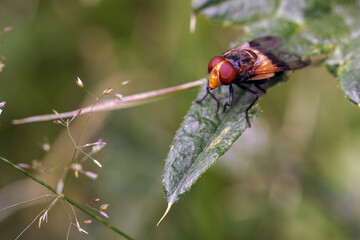 Detail of a fly with a yellow stripe.