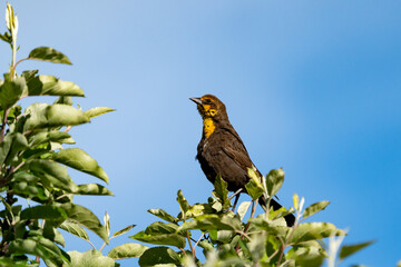 Female yellow-headed blackbird perched on a tree branch