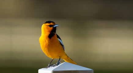 Adult male Bullock's oriole perched on a fence post