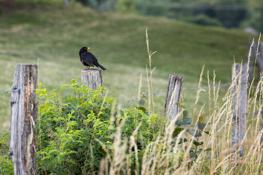 Eine Amsel sitzt auf einem Holzpfahl
