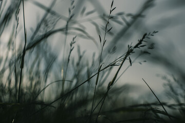 Natural landscape of green grass blades close up in the countryside. Beautiful natural countryside landscape with strong blurry background